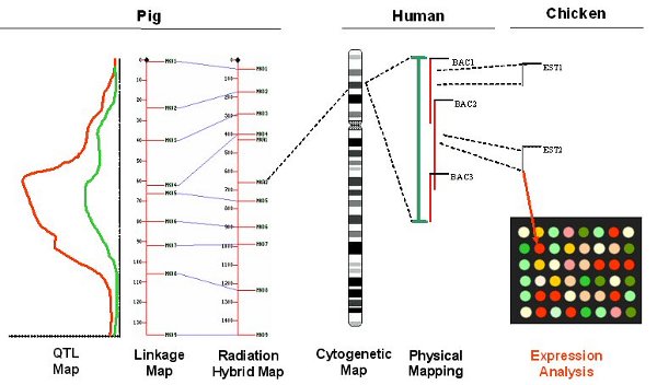 The collecting data laid over each other to identify connections between it.