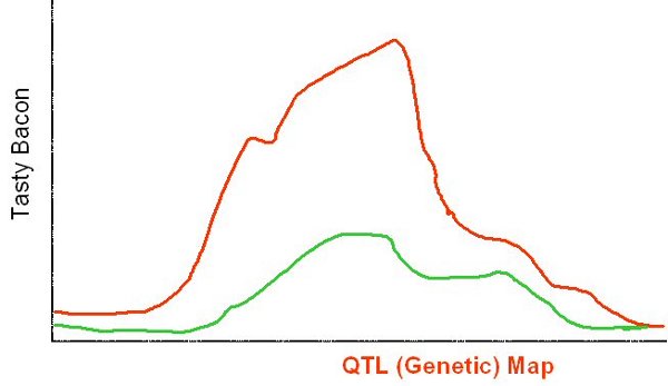 The genetic map showing the location of a qualitatively identified tasty bacon trait.